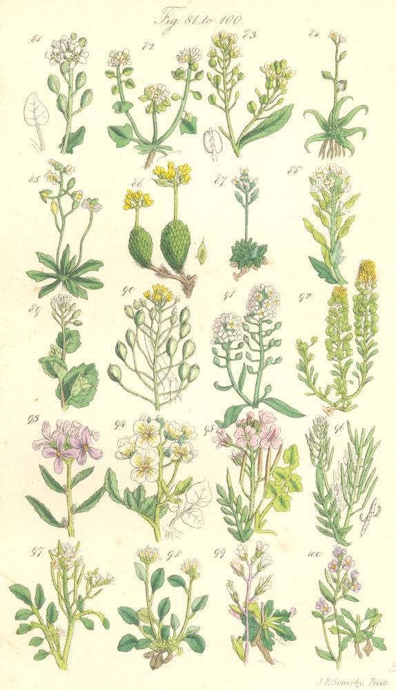 WILD FLOWERS.Grass;Horseradish;Awl-Wort;Draba;Alyssum;Madwort;Cress.SOWERBY 1890